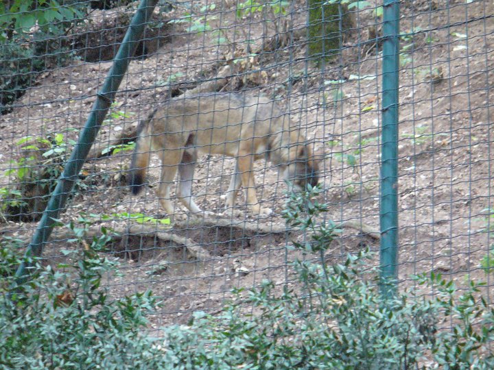 Zoosafari recinto dei Lupi